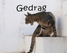 Gedrag - Kat